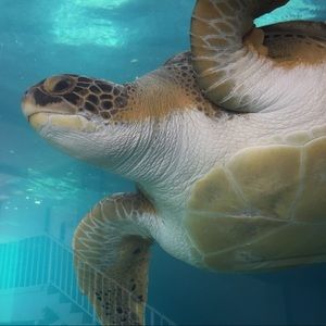 Meet your Posher, Jillian